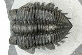 Detailed Coltraneia Trilobite Fossil - Huge Faceted Eyes #311144-1